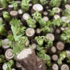 タラの芽 訳あり 約150ｇの画像