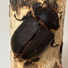 【希少産地】ペルー産ヘラクレス・エクアトリアヌス成虫♂1♀2の画像