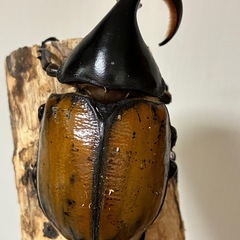 【希少産地】ペルー産ヘラクレス・エクアトリアヌス成虫♂1♀2の画像