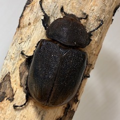 【希少産地】ペルー産ヘラクレス・エクアトリアヌス成虫♂1♀2の画像