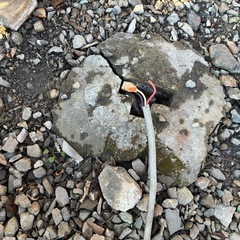 コンプレッサーの画像