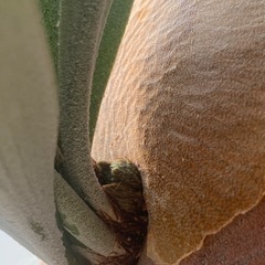 【大株】ビカクシダ P.Ginka sporeling　　の画像