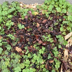 家庭用乾燥式生ゴミ処理機　無料の画像