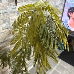 【定価4万・美品】大型フェイクグリーン（高さ150cm）お手入れ不要！早期取引希望の画像