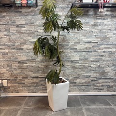 【定価4万・美品】大型フェイクグリーン（高さ150cm）お手入れ不要！早期取引希望の画像