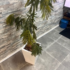 【定価4万・美品】大型フェイクグリーン（高さ150cm）お手入れ不要！早期取引希望の画像