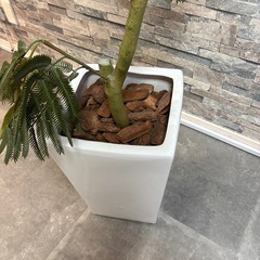 【定価4万・美品】大型フェイクグリーン（高さ150cm）お手入れ不要！早期取引希望の画像