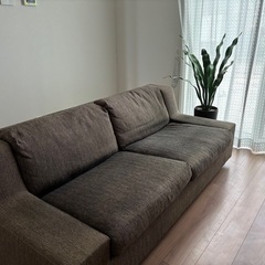 サンスベリア(鉢付き)の画像