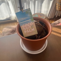 ココナッツ観葉植物の画像