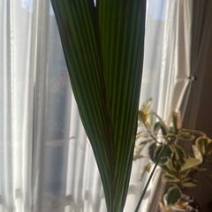 ココナッツ観葉植物の画像