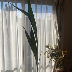 ココナッツ観葉植物の画像