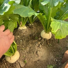 大根とカブの画像