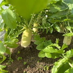 大根とカブの画像