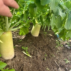 大根とカブの画像