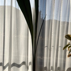 ココナッツ観葉植物の画像