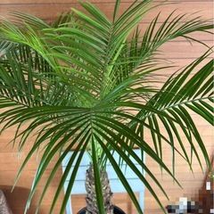 フェニックスロベレニー お取引中の画像