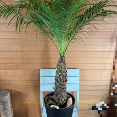 フェニックスロベレニー お取引中の画像