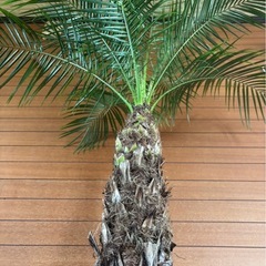 フェニックスロベレニー お取引中の画像