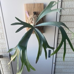 【中株】ビカクシダ E-1の画像