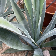 アガベ  アメリカーナ　アオハカセンシス　サボテン　ドライガーデン　70cmオーバー 60cmオーバーの画像