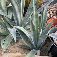 アガベ  アメリカーナ　アオハカセンシス　サボテン　ドライガーデン　70cmオーバー 60cmオーバーの画像