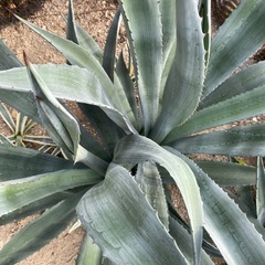 アガベ  アメリカーナ　アオハカセンシス　サボテン　ドライガーデン　70cmオーバー 60cmオーバーの画像