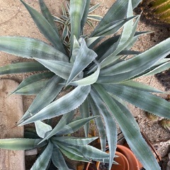 アガベ  アメリカーナ　アオハカセンシス　サボテン　ドライガーデン　70cmオーバー 60cmオーバーの画像