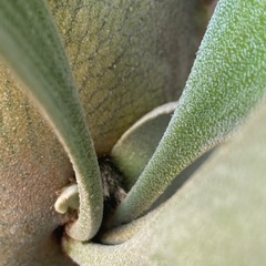 【中株】ビカクシダ P.White Gizmo sporelingの画像