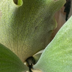 【中株】ビカクシダ P.White Gizmo sporelingの画像