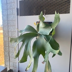 【中株】ビカクシダ P.White Gizmo sporelingの画像