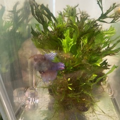 ベタ　熱帯魚メスお譲りします、の画像