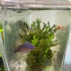 ベタ　熱帯魚メスお譲りします、の画像