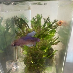 ベタ　熱帯魚メスお譲りします、の画像