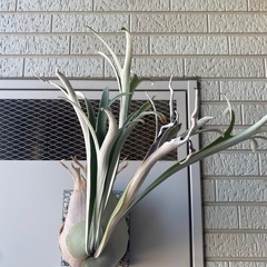 【子株付】ビカクシダ P.veitchii Auburn riverの画像