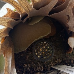 【子株付】ビカクシダ P.veitchii Auburn riverの画像