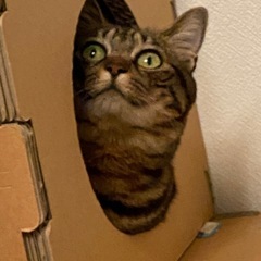 はなちゃん4歳、里親さん募集です