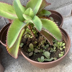 多肉植物　子宝草🌱の赤ちゃん　実生　0円の画像