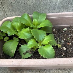 多肉植物　子宝草🌱の赤ちゃん　実生　0円の画像