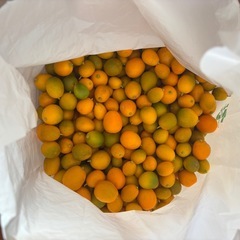 自家製無農薬キンカン300g300円の画像