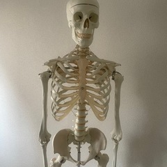 【引き取り限定】等身大スタンド骨模型
の画像