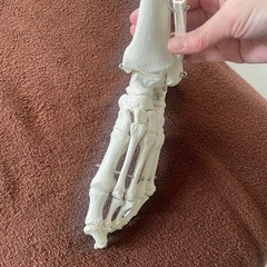 【引き取り限定】等身大スタンド骨模型
の画像
