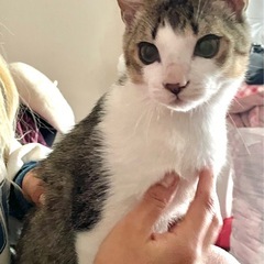 元気いっぱい！グレー×白の甘えん坊男の子