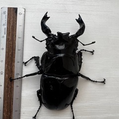 クワガタの画像