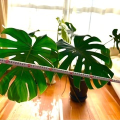 植物　大きめモンステラの画像