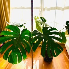 植物　大きめモンステラの画像