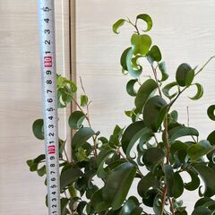 【育てる楽しみ】根張り抜群の10号鉢！ベンジャミン・バロック①🌿将来のシンボルツリーに（高さ85cm）の画像