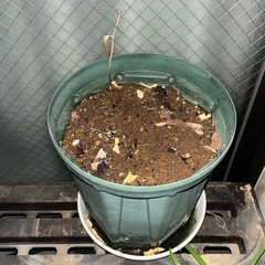 八重咲オリエンタルリリー　ハンバー　鉢植えの画像