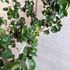 【育てる楽しみ】根張り抜群の10号鉢！ベンジャミン・バロッ②🌿将来のシンボルツリーに（高さ90cm）の画像