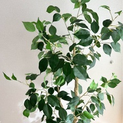 【ニトリ】フェイクグリーンの画像