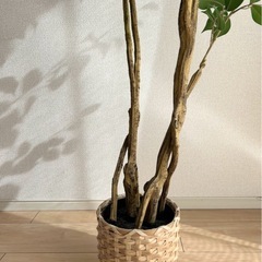 【ニトリ】フェイクグリーンの画像